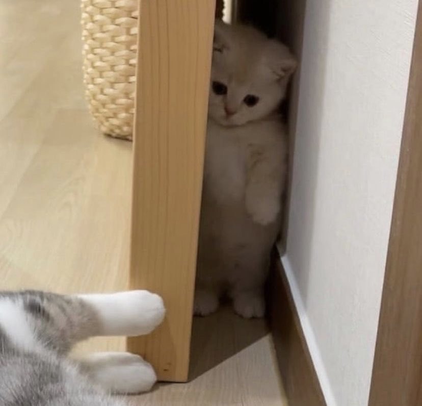 Hidden kitten