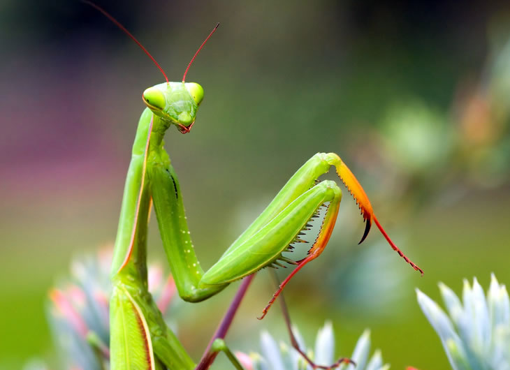 awww.reptilecentre.com_sites_Reptile_img_category_header_asian_mantis.jpg