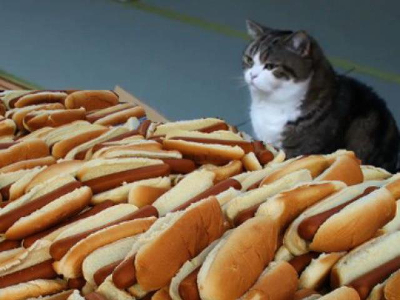 hotdogcat.jpg