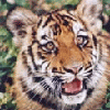 tiger8.gif