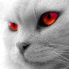 Gray Cat Red Eyes.jpg