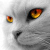 Gray Cat Orange Eyes.jpg