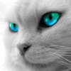 Gray Cat Blue Eyes.jpg