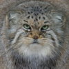 Fat Manul 250x250.jpg