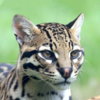 ocelote_new_600x600.jpg