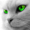 Gray Cat Green Eyes.jpg