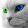 Gray Cat Green-Blue Eyes.jpg