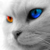 Gray Cat Orange-Blue Eyes.jpg