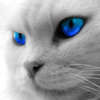 Gray Cat Blue3 Eyes.jpg