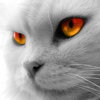 Gray Cat Orange Eyes.jpg