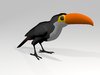 Toucan Parrot.jpeg