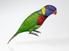 Australian Rainbow Lorikeet.jpeg