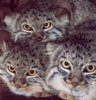 manul.jpg