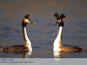 Les Oiseaux d'Eau