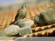 Les Oiseaux des Parcs et des Jardins