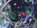 [Скриншот: Les Oiseaux des Parcs et des Jardins]