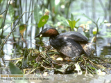 [Скриншот: Les Oiseaux des Parcs et des Jardins]